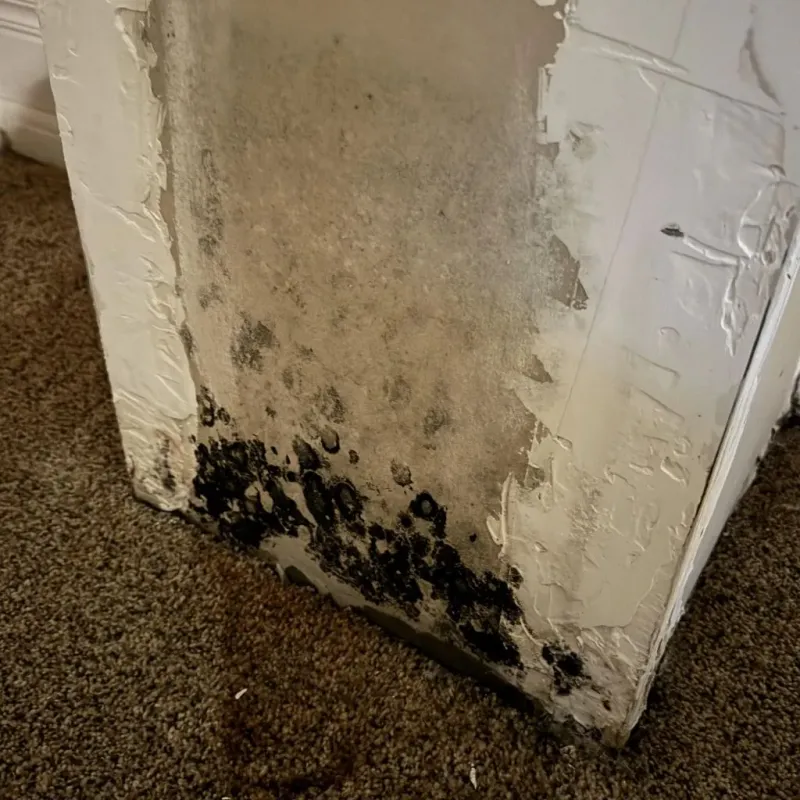 Professional Mold Removal in Freeport, ME